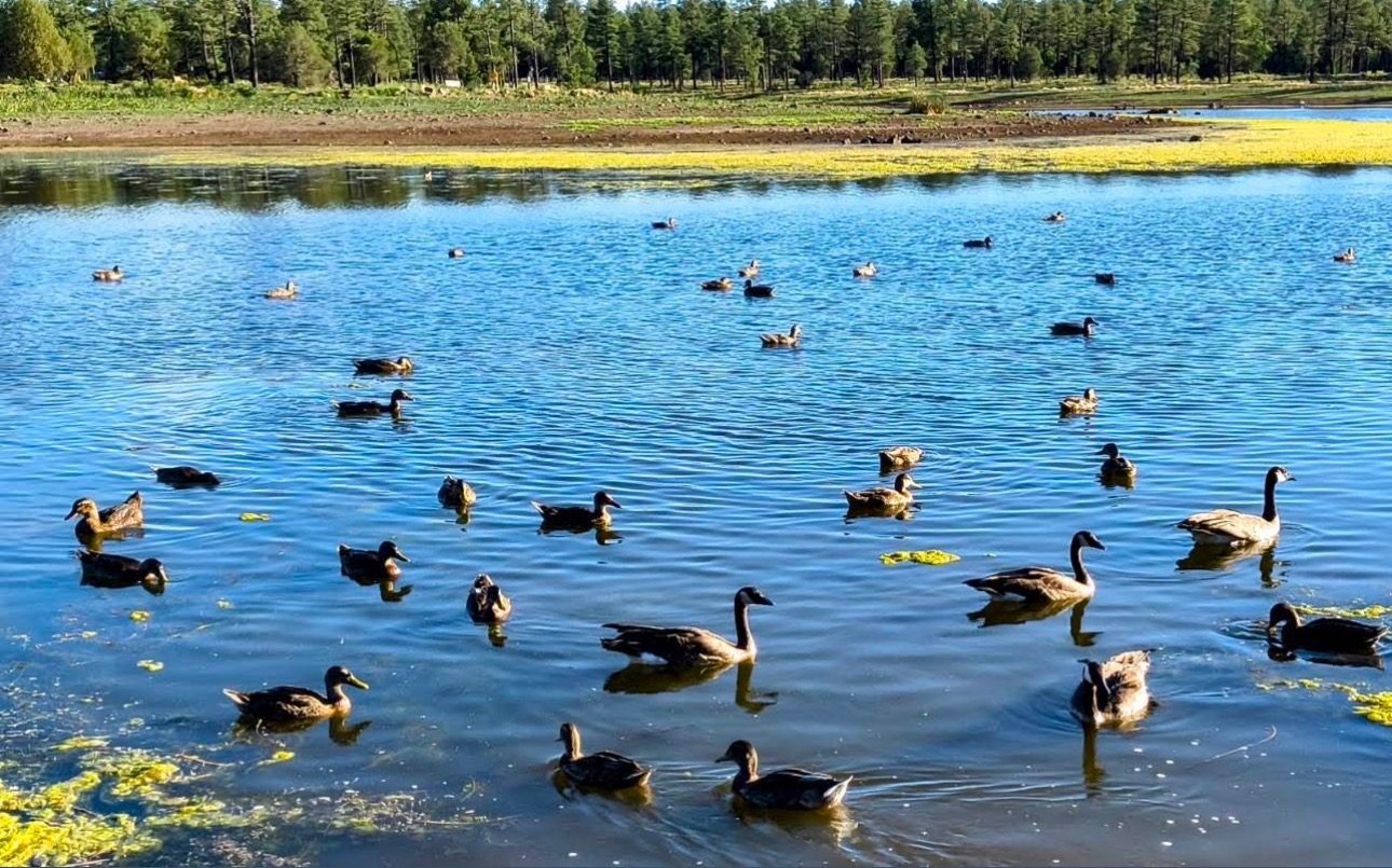 Ducks and geese swimming on Woodland Lake in Pinetop-Lakeside, Arizona